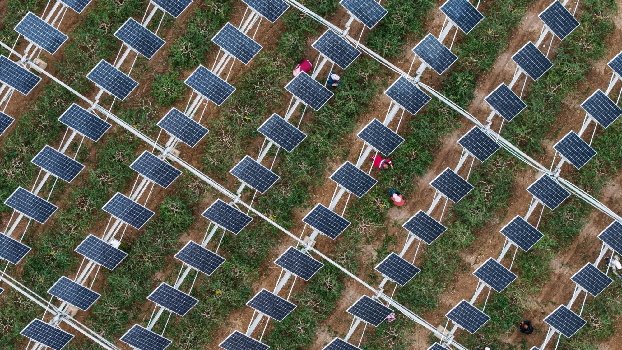 Workers prune goji berry bushes under solar panels at the Baofeng Agriculture-Photovoltaic Integration Industrial Base near Yinchuan, Ningxia autonomous region, China.