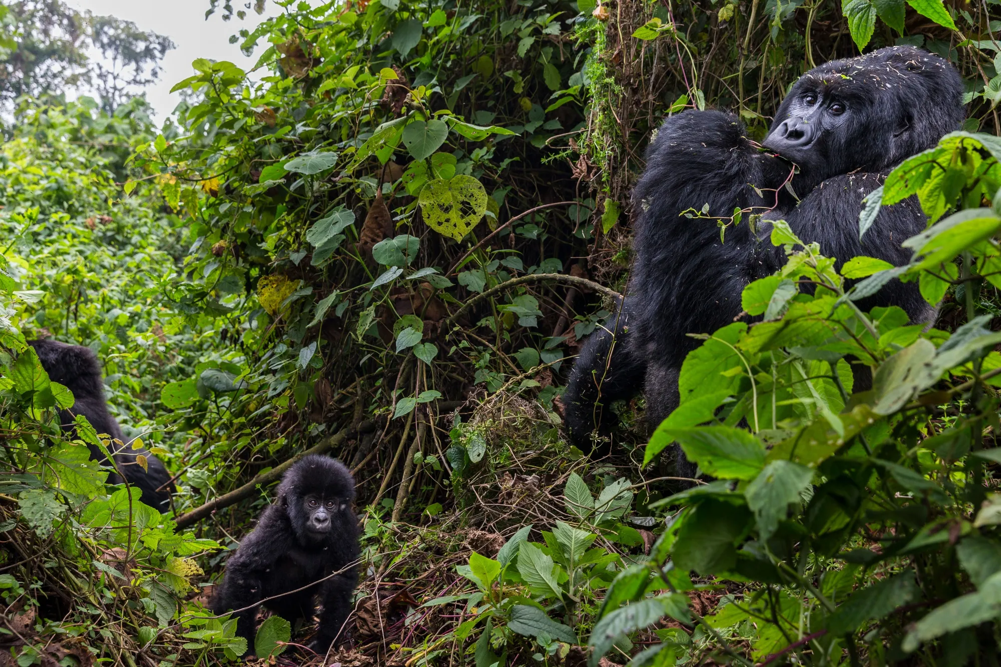 The Bageni family in the gorilla sector of Virunga National Park in Bukima, DR Congo.&nbsp;