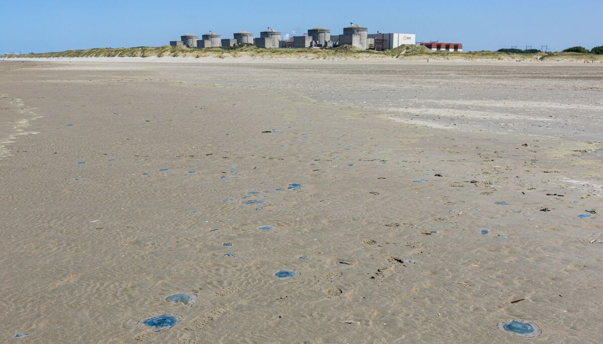 Jellyfish Swarm Curbs Power Output From French Nuclear Plant