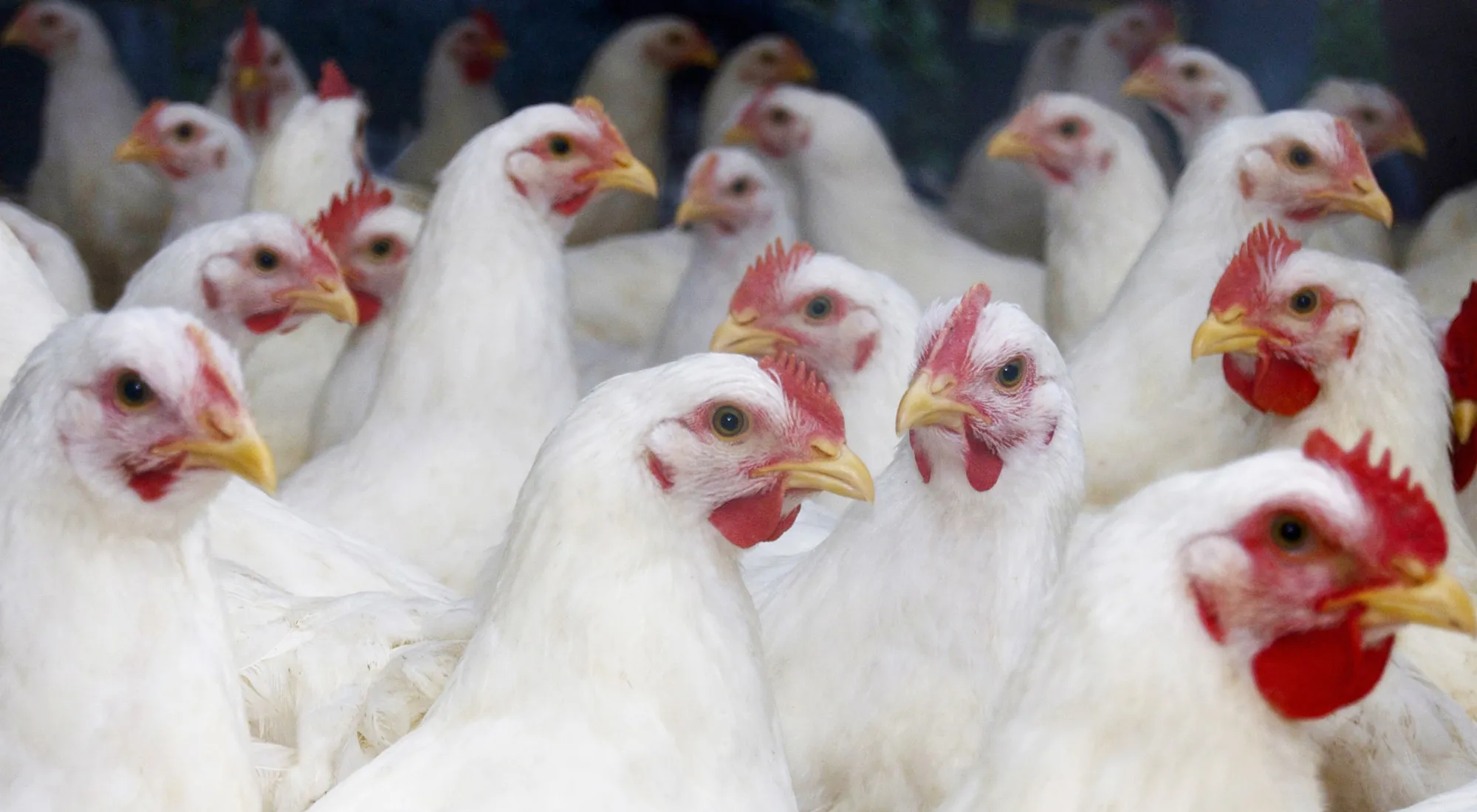 Flock of white broiler chickens