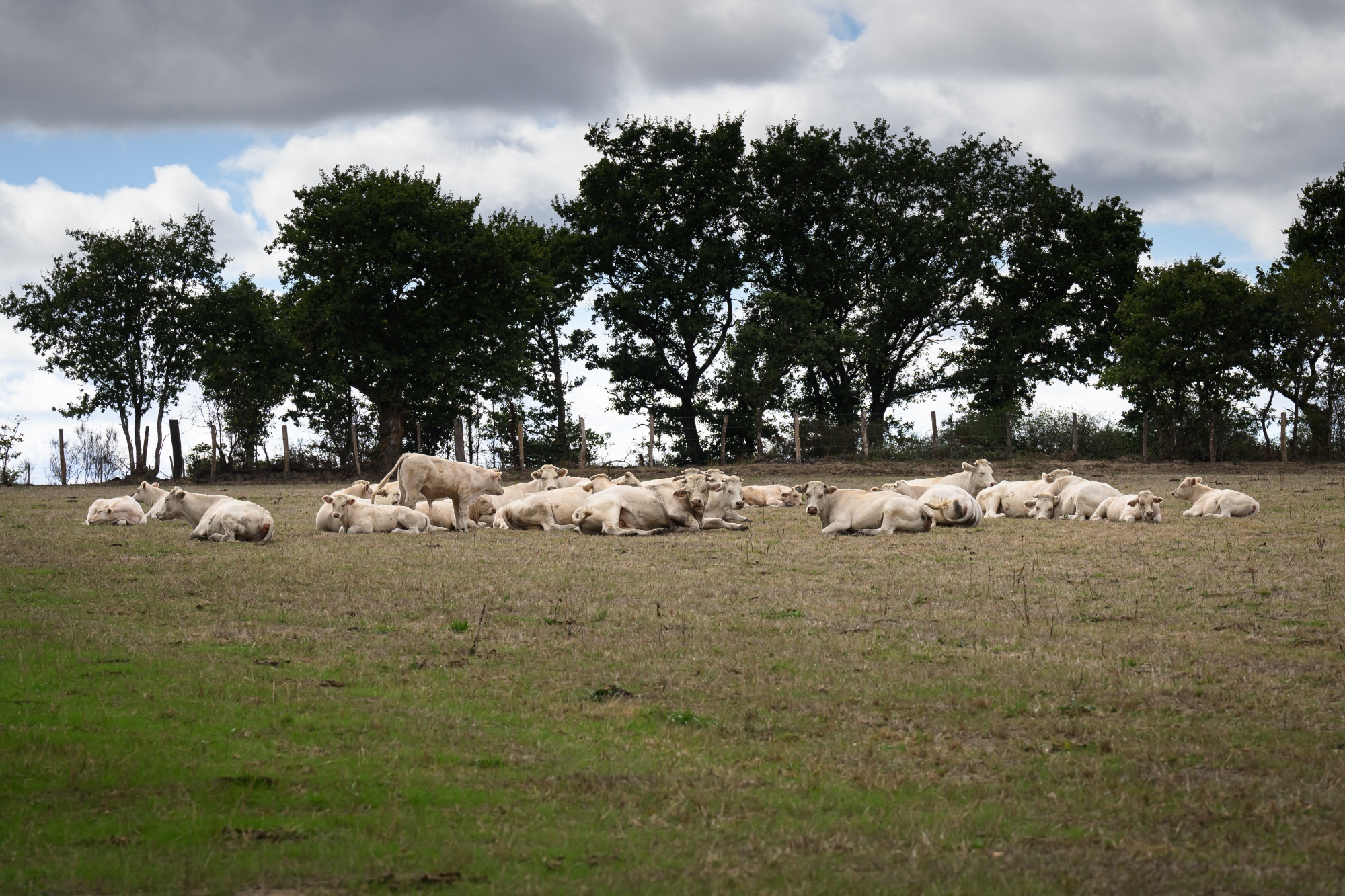 Image associated with story "Europe’s Seared Pastures Trigger Animal-Feed Crunch"