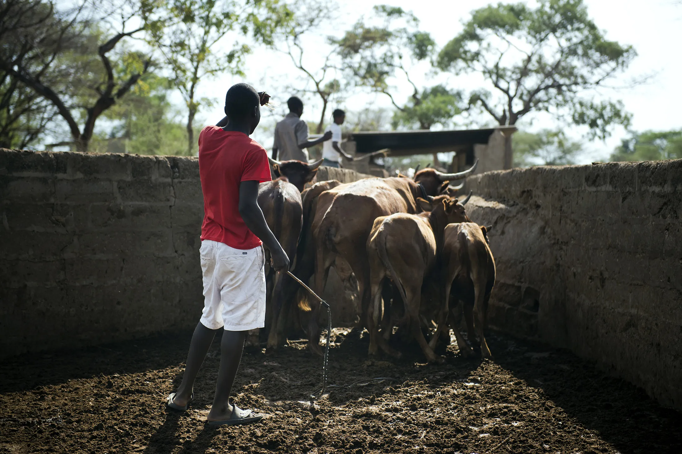 Cattle in the village of Lupote, at the border of Hwange National Park in Zimbabwe on Nov. 19, 2012.
