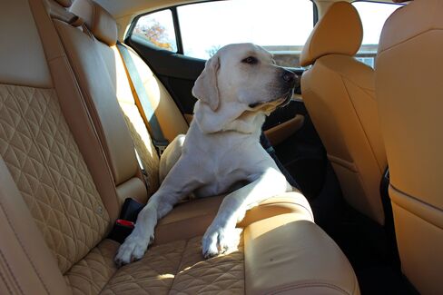Woodrow, a car snob, had no complaints about the Maxima's back seat.