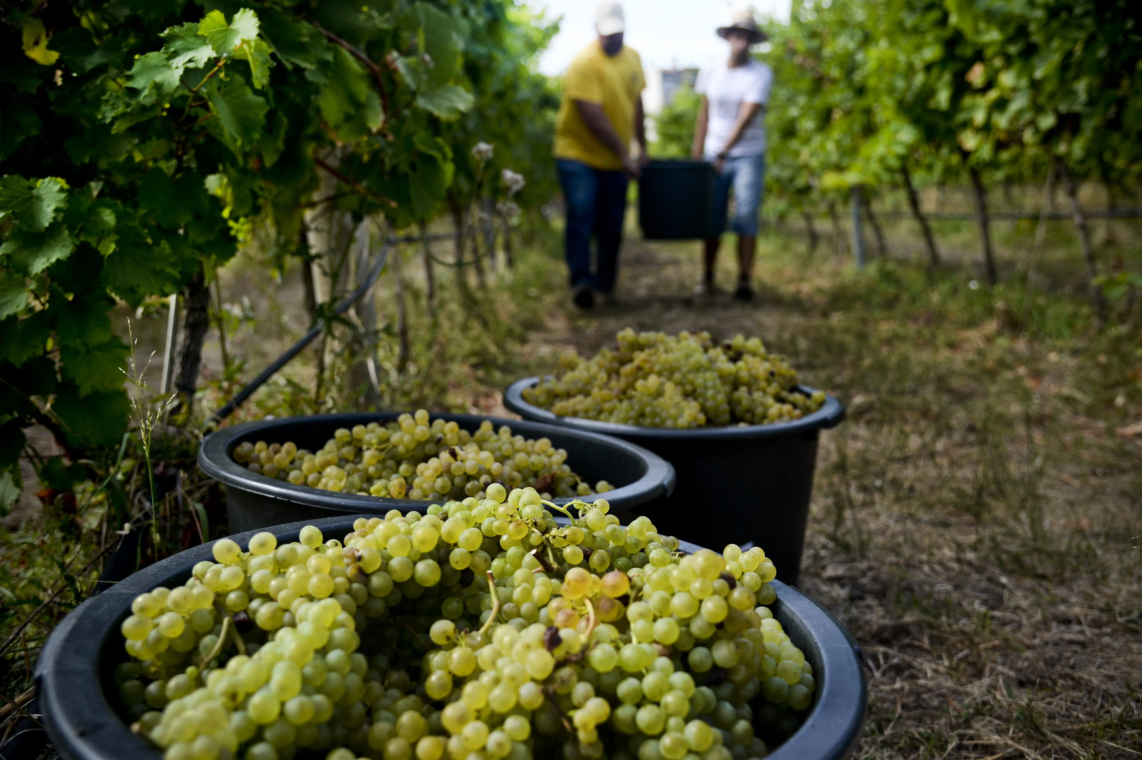 People carry harvested grapes in a vineyard&nbsp;in Lisbon. Portugal.&nbsp;