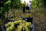 PORTUGAL-WINE-HARVEST-UNIVERSITY