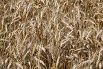 Operations During A Wheat Harvest As Crop Report Shifts 