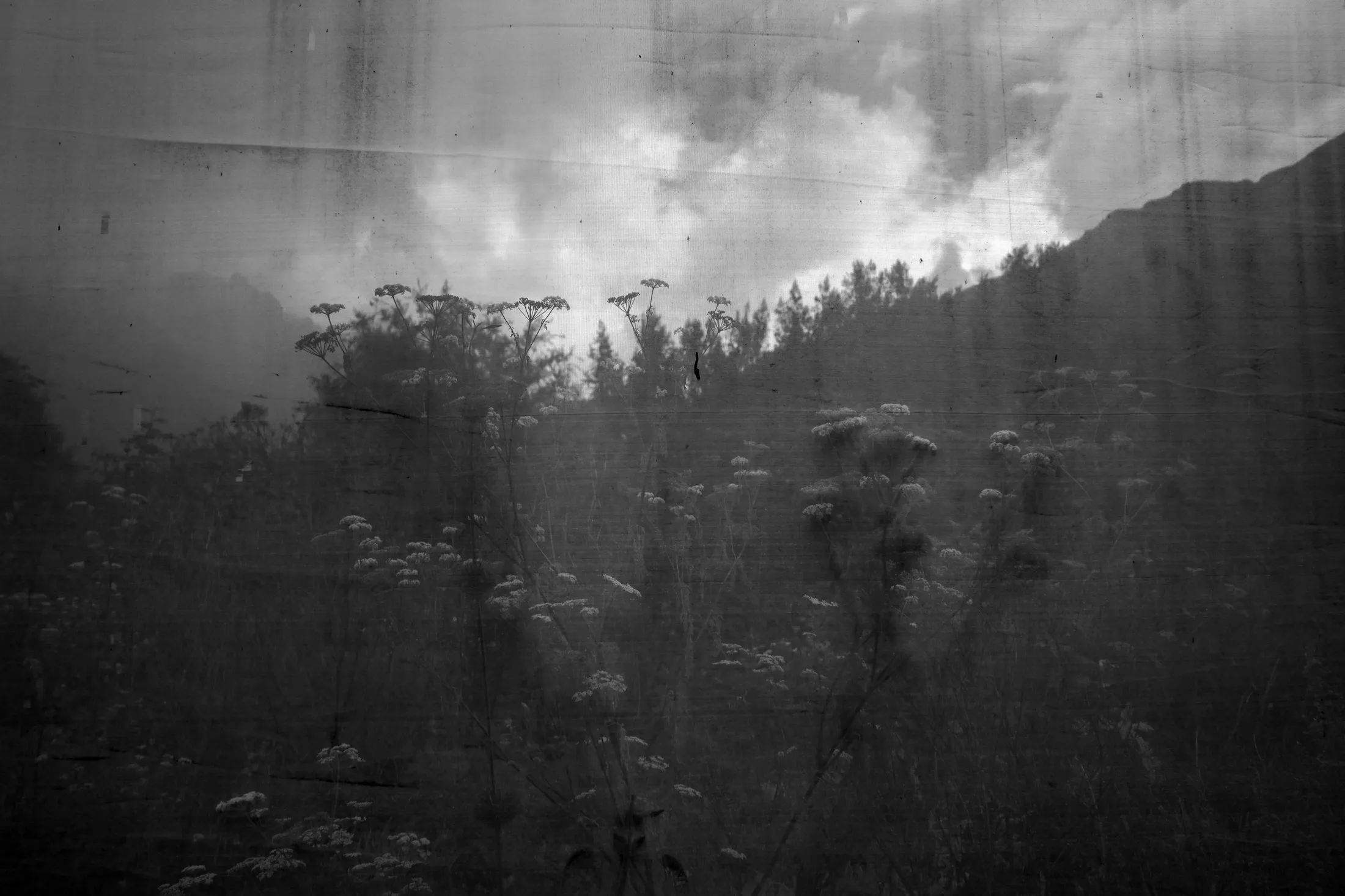 A black an white image of Ecohuella farm which is home to towering sunflowers and dozens of tomato varieties.