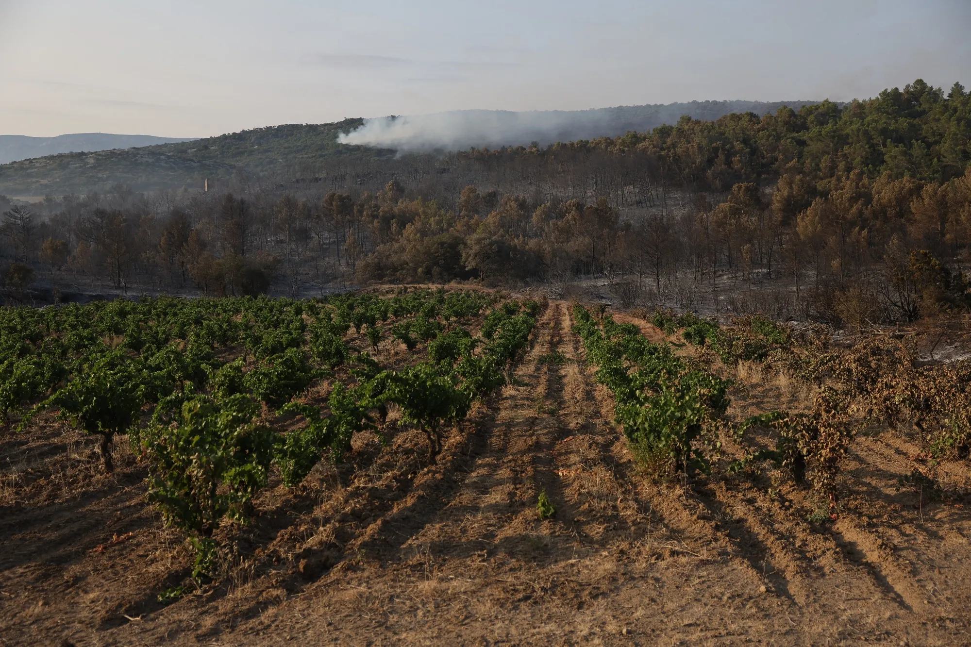 Smoke near a vineyard during a wildfire near Durban-Corbieres, southern France on Aug. 7.