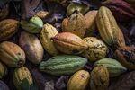 Ivory Coast Is Said to Ditch Private Interests in Cocoa Overhaul