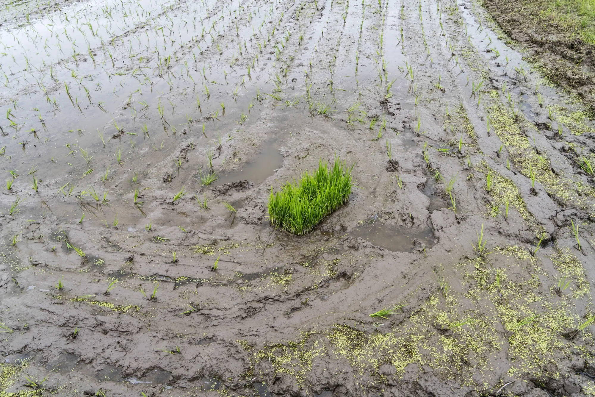 A grouping of rice seedlings in the middle of a freshly planted paddy in Lishui, Zhejiang province, China, on Friday, June 7, 2024.
