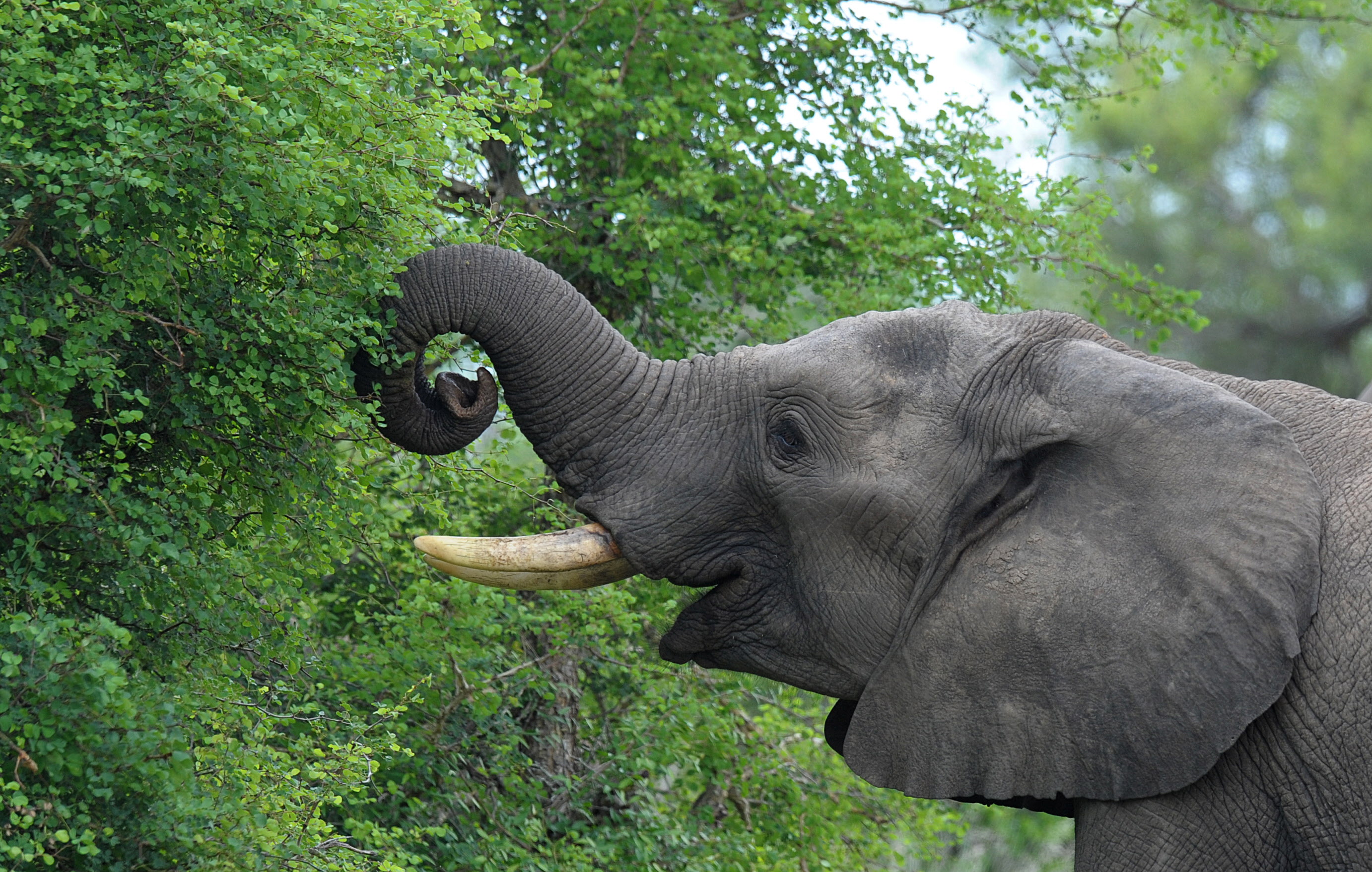 south-africa-withdraws-species-protection-elephant-management-laws