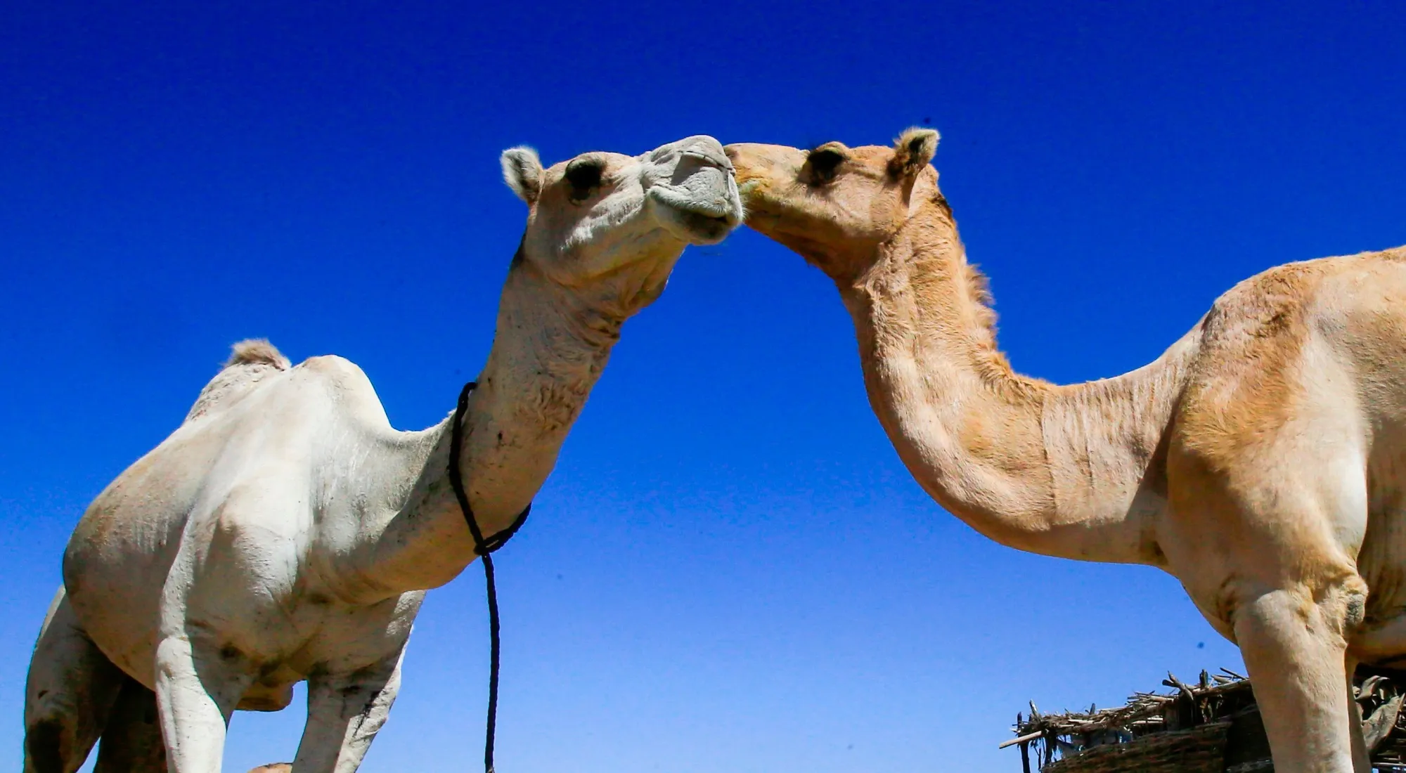 Camels are pictured at a camel market about 5 km south of El-Fasher, the capital of the North Darfur state, on November 6, 2019. (Photo by ASHRAF SHAZLY / AFP) (Photo by ASHRAF SHAZLY/AFP via Getty Images)