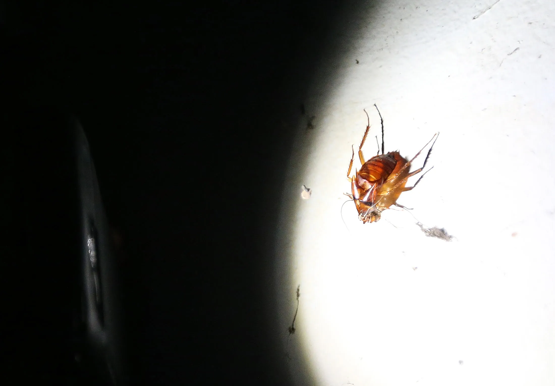 An exterminator shines his light on a dead bug while inspecting a basement for rats in Manhattan's Lower East Side on Feb. 21, 2013.
