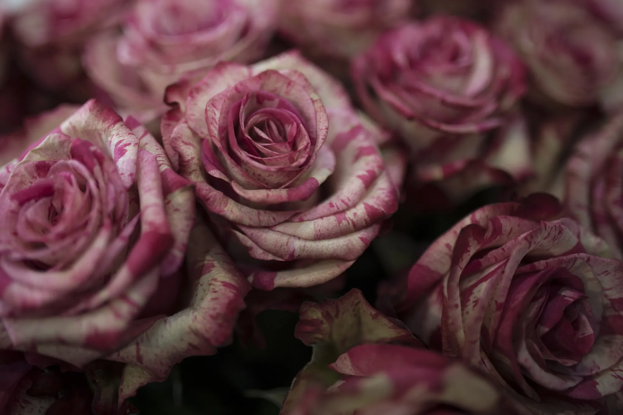 A Bunch Of Bicolor Roses