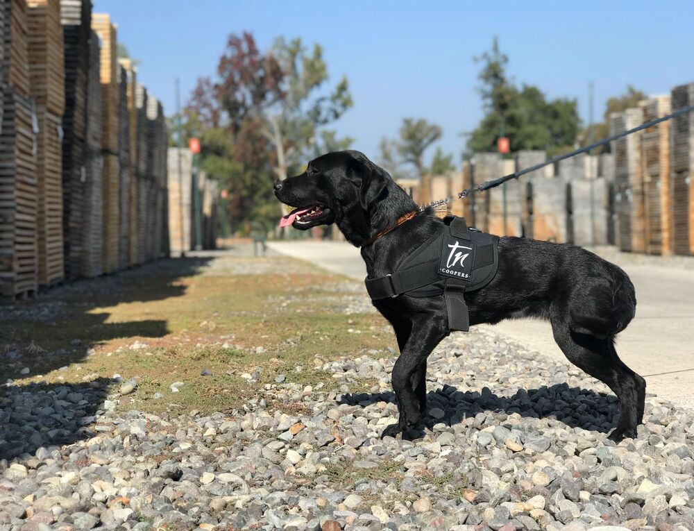 relates to In Wine Country, Dogs Are Sniffing Out Threats to $325 Cabernet