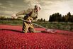 The Bittersweet Truth About Cranberries