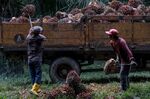 Workers load harvested palm oil fruit bunches onto a truck at a plantation in Malaysia.