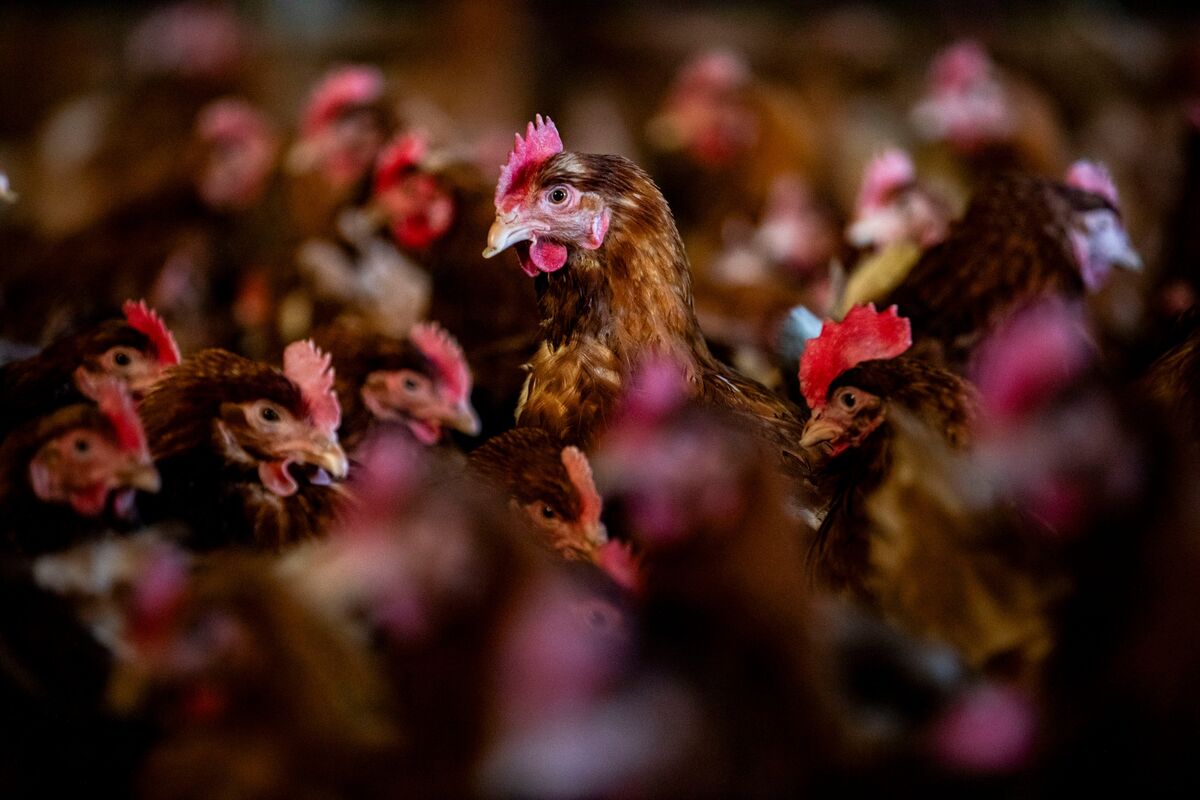 A Major American Egg Farm Just Lost 90% of its Chickens