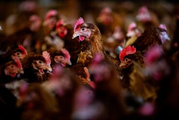 Poultry Farm Operations As Egg Prices Soar