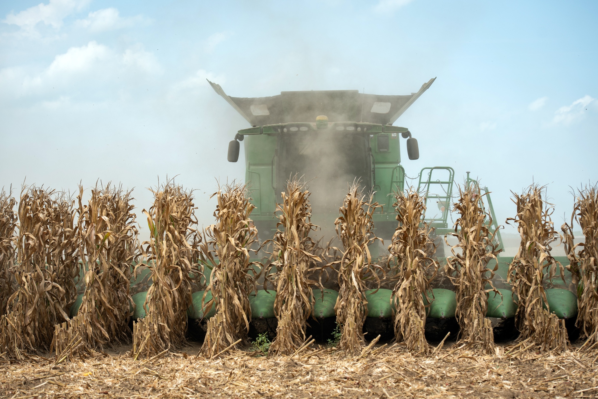 A combine tractor harvests corn in Leland, Mississippi.