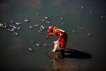 A member of a spill cleaning crew removes dead fish from the river in the uMhlanga Lagoon Nature Reserve in Durban on July 18, 2021.