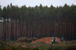 Log piles sit beside a tree line during forest clearing work for Tesla’s factory in Gruenheide.