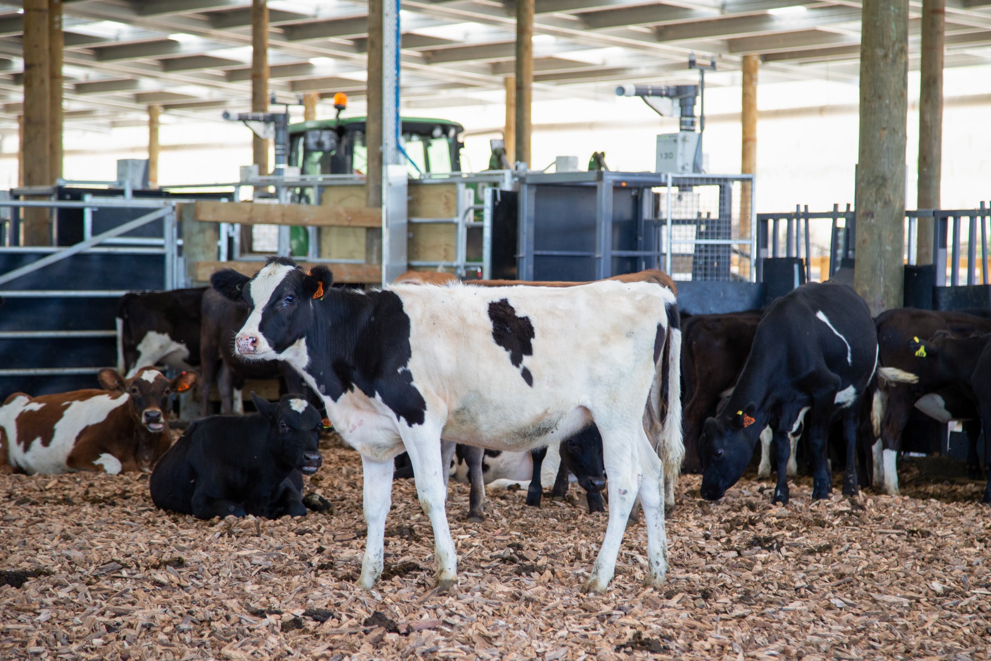 Cows at Pamu Landcorp Farming's St Kilda facility near Taupo. Source: Pamu Landcorp Farming