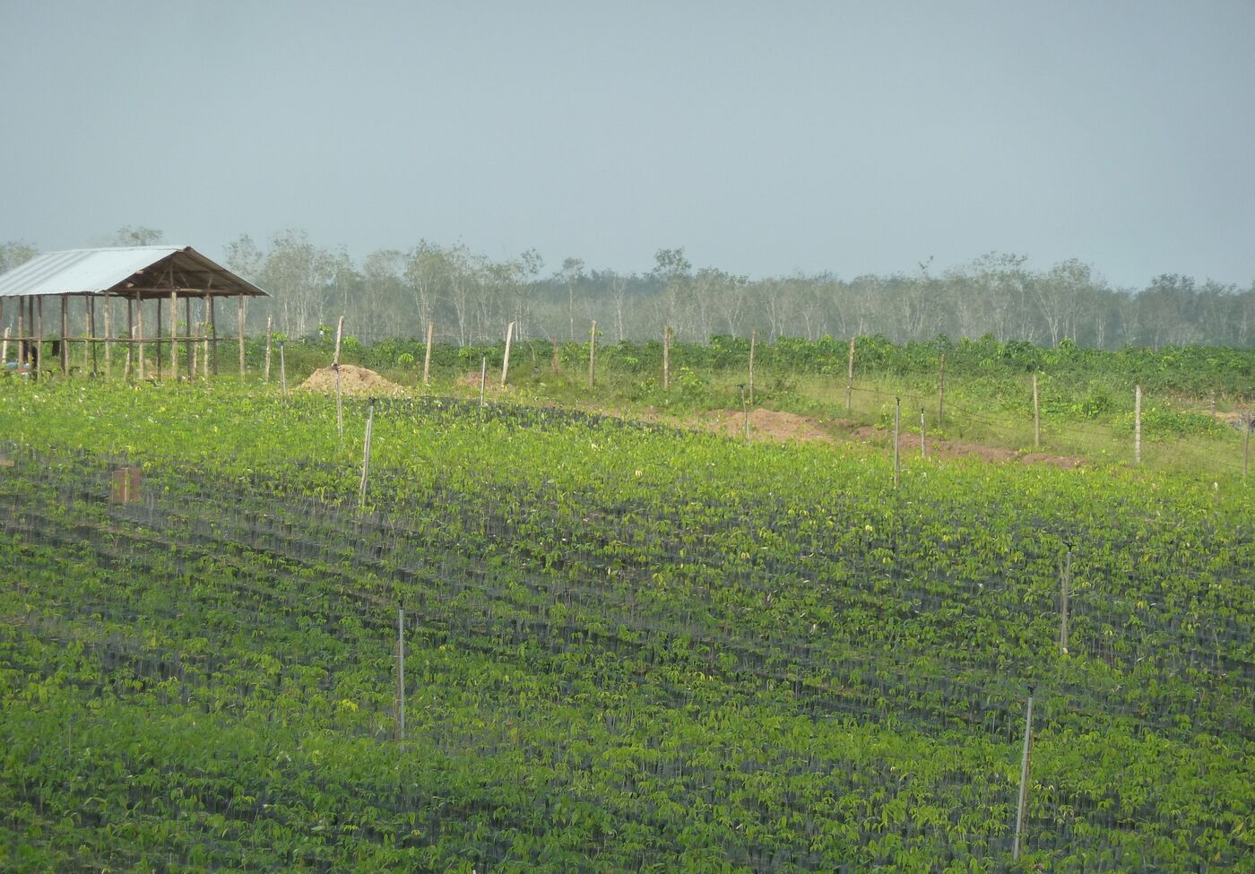 LIBERIA-ENVIRONMENT-DEFORESTATION