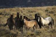 relates to Colorado Objects to New Wild Horse Roundup After Equine Deaths