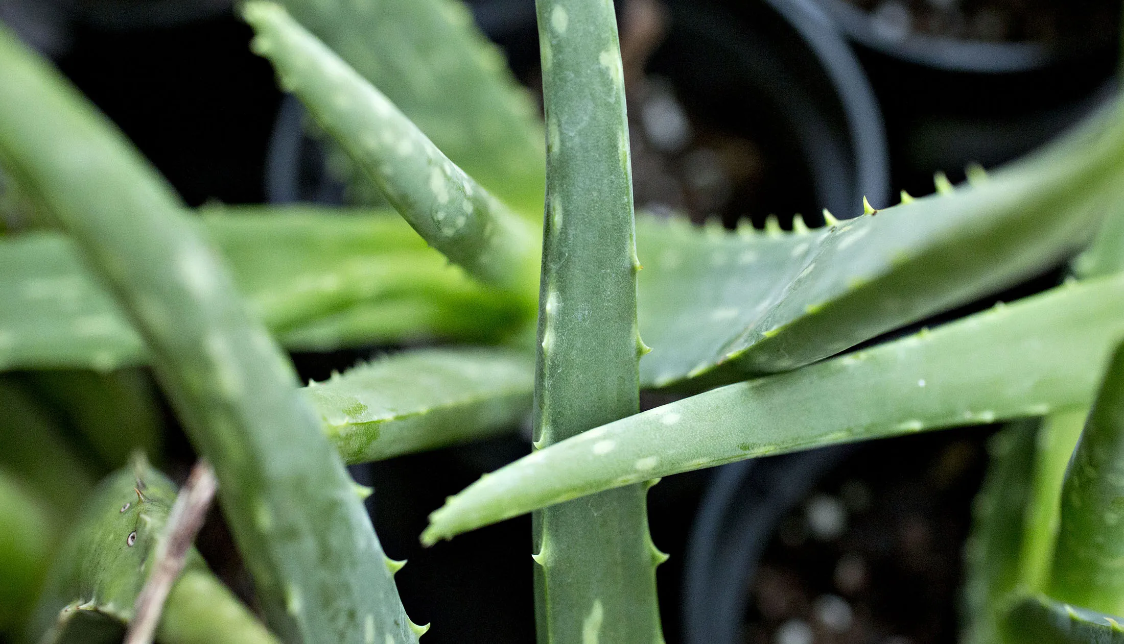 No Evidence of Aloe Vera Found in the Aloe Vera at Wal-Mart, CVS - Bloomberg