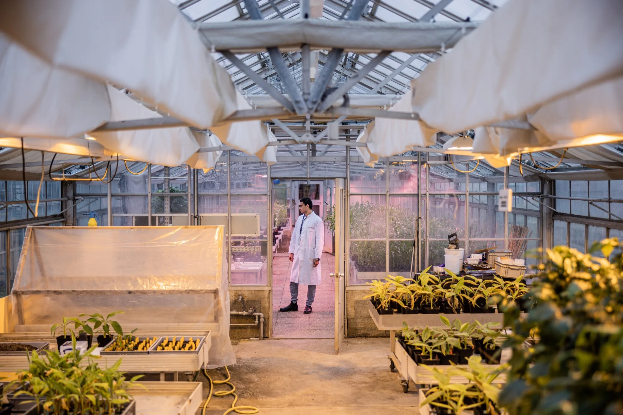 A&nbsp;greenhouse facility of the&nbsp;International Atomic Energy Agency in Seibersdorf, Austria.