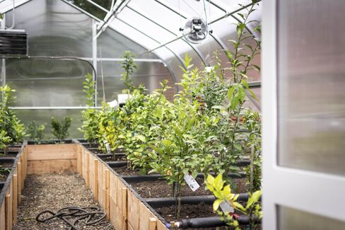 OEC grows many of its herbs in an on-site greenhouse.