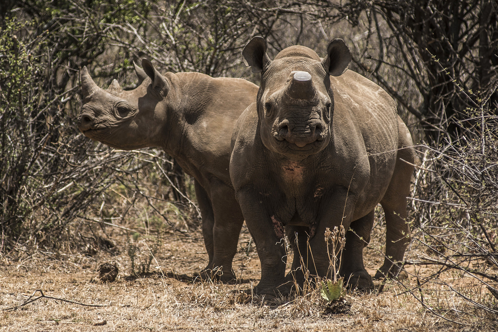 Private Rhino Farm In South Africa