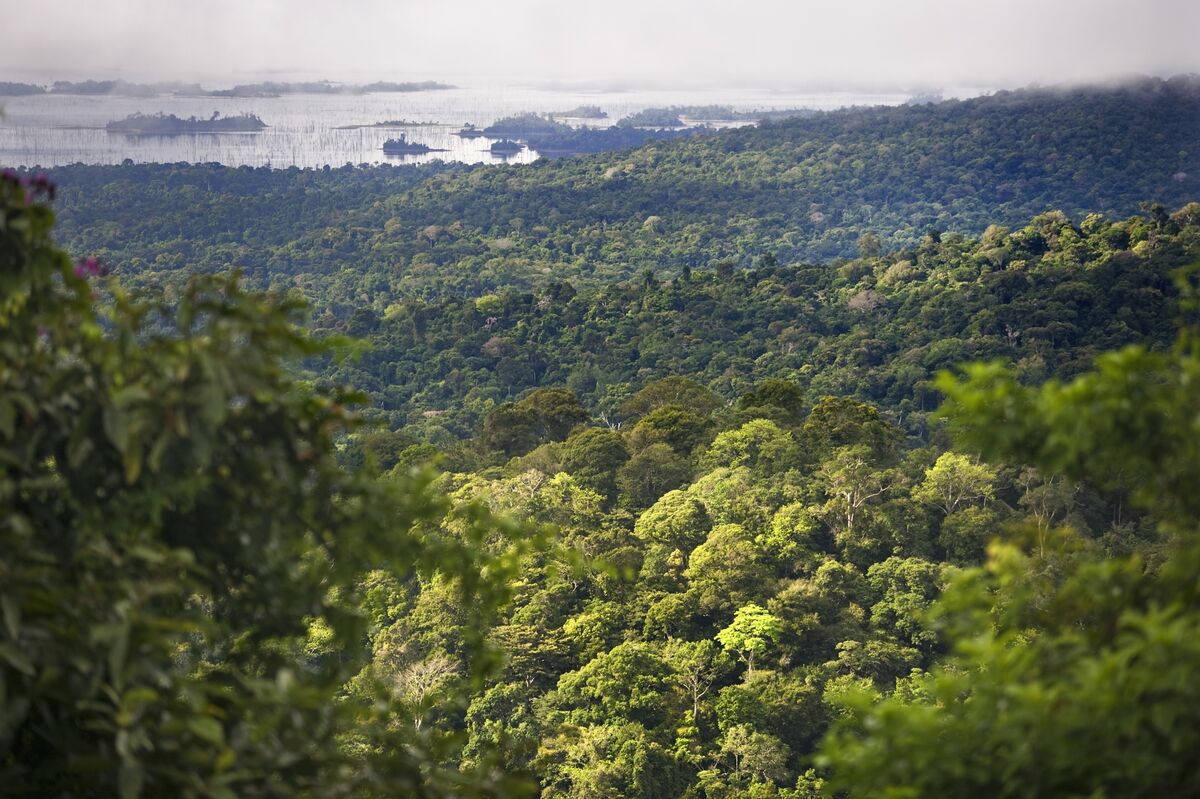 Jungle-Covered Suriname Looks to Spark $50 Billion Carbon Market