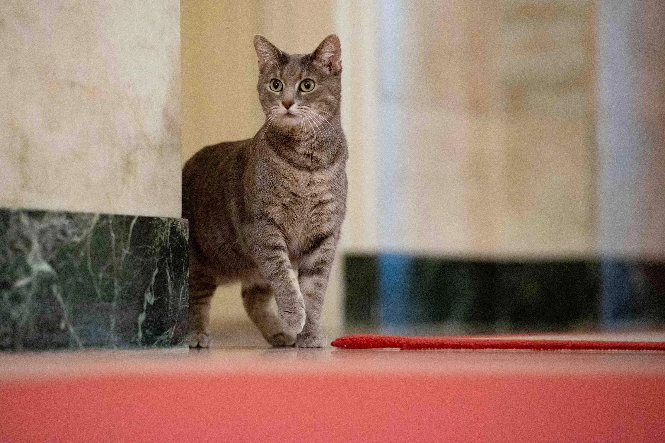 Willow, the Biden family's new pet cat, wanders around the White House on&nbsp;Jan. 27.