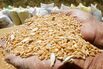 SYRIA-CONFLICT-ECONOMY-AGRICULTURE