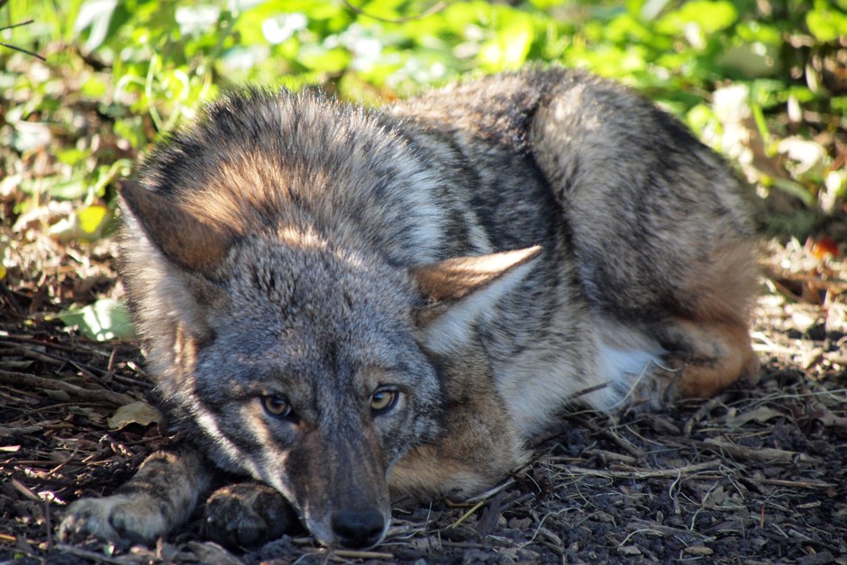 you-can-help-identify-chicago-s-wild-animals-bloomberg