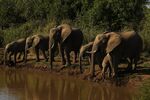 A herd of elephants drink from a river at the Mashatu game reserve&nbsp;in Mapungubwe, Botswana.&nbsp;