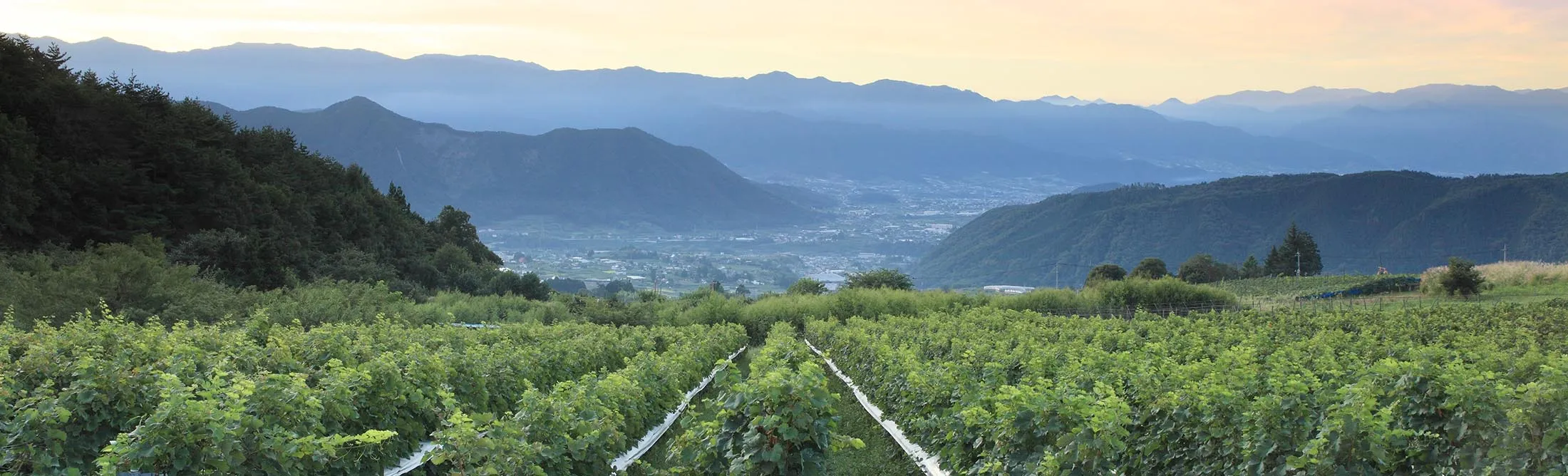 Sunrise sky over vineyard, Yamanashi Prefecture