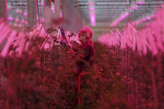 High-Tech Glasshouse Growing U.K. Tomatoes Calls Brexit a ‘Dream’