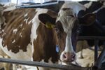 A cow stands inside the dairy barn at a farm in Ancramdale, New York, in May.