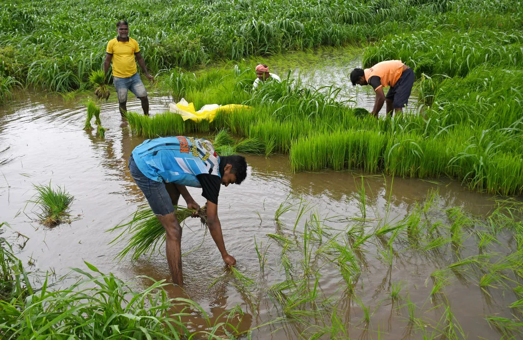 Rice saplings at a paddy field on the outskirts of Mumbai.&nbsp;