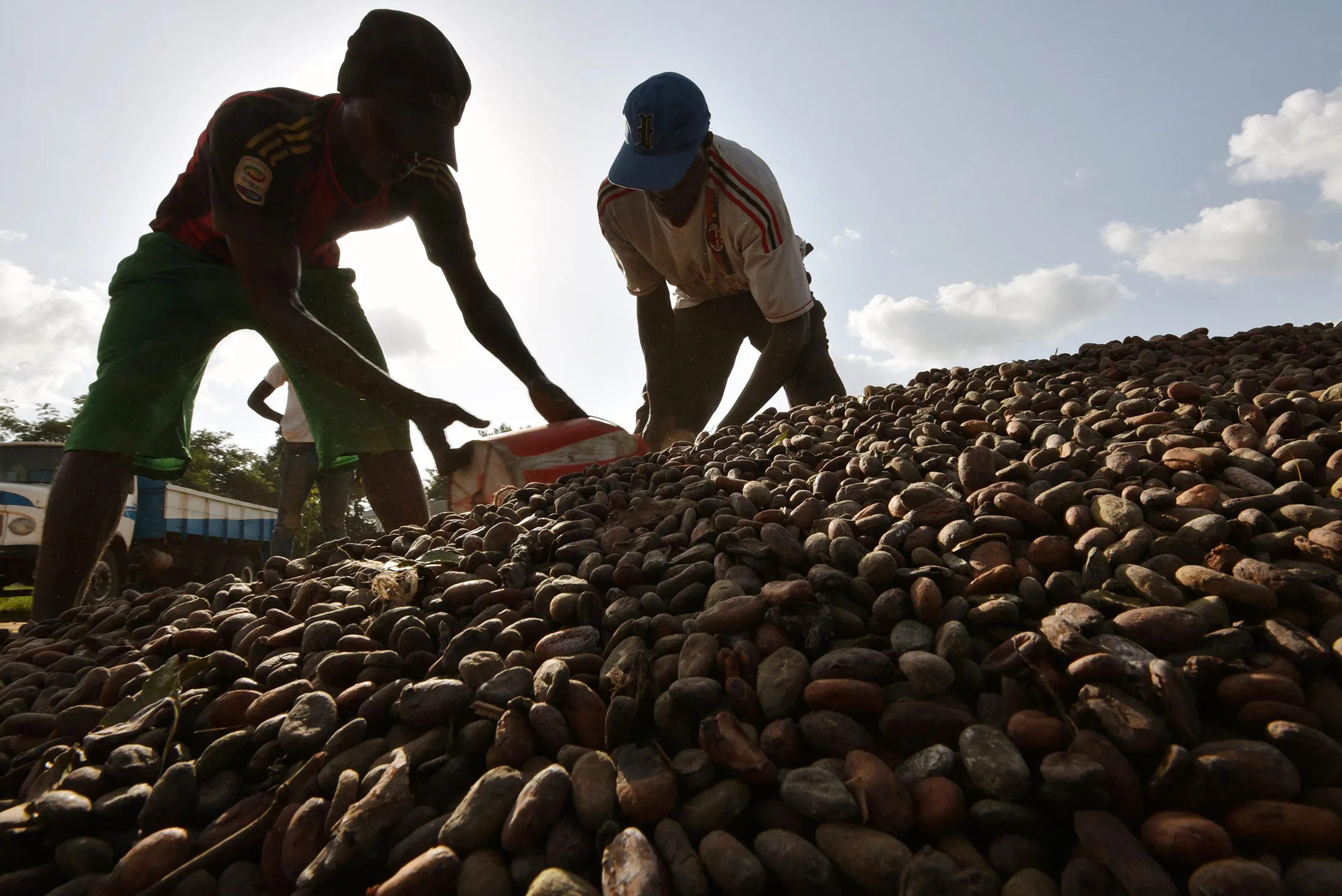 Workers fill sacks with cocoa beans on October 6, 2016 at an agricultural cooperative in Guiglo.
