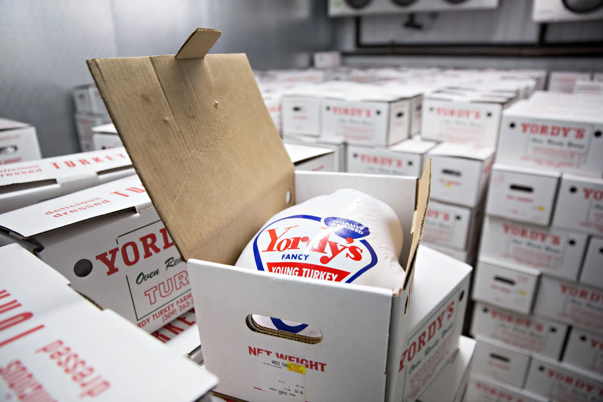 The Yordy Turkey Farm As Americans Prepare For Thanksgiving Holiday