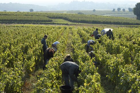 Workers picking during the 2014 harvest in Burgundy.