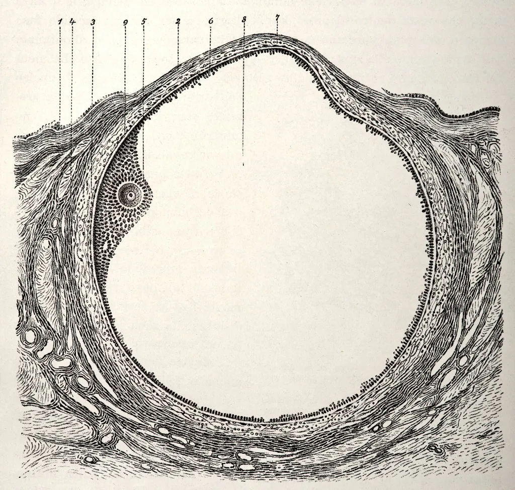 A medical drawing from Trattato Completo di Ostetricia&nbsp;(by Esnesto Bumm and Cesare Merletti) illustrates the ovarian follicle.