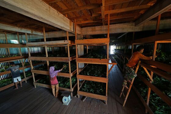 U.S. Hunger For Opioid Alternative Drives Boom in Borneo Jungle