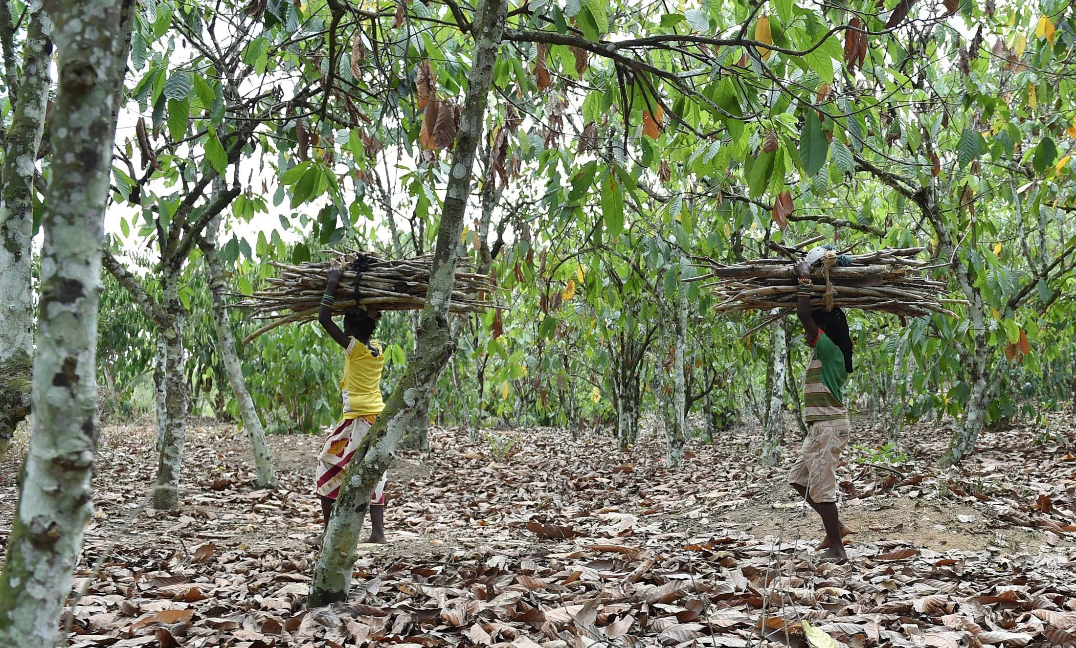1483939302_ivory coast child slavery lede