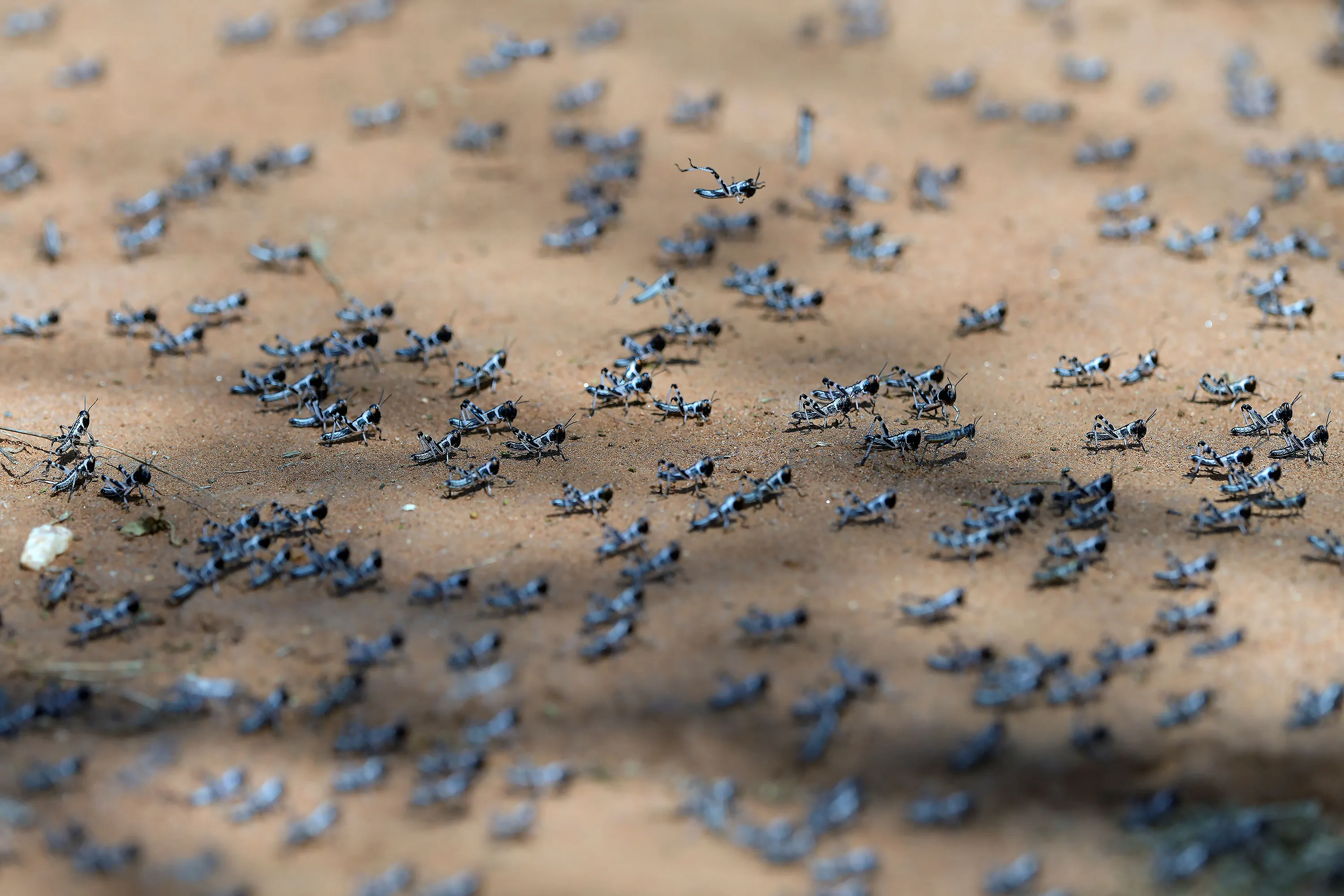 At the height of the infestation in March, 39 of Kenya’s 47 counties reported invasions of the insects that also swamped Ethiopia, Somalia, Uganda and Yemen.