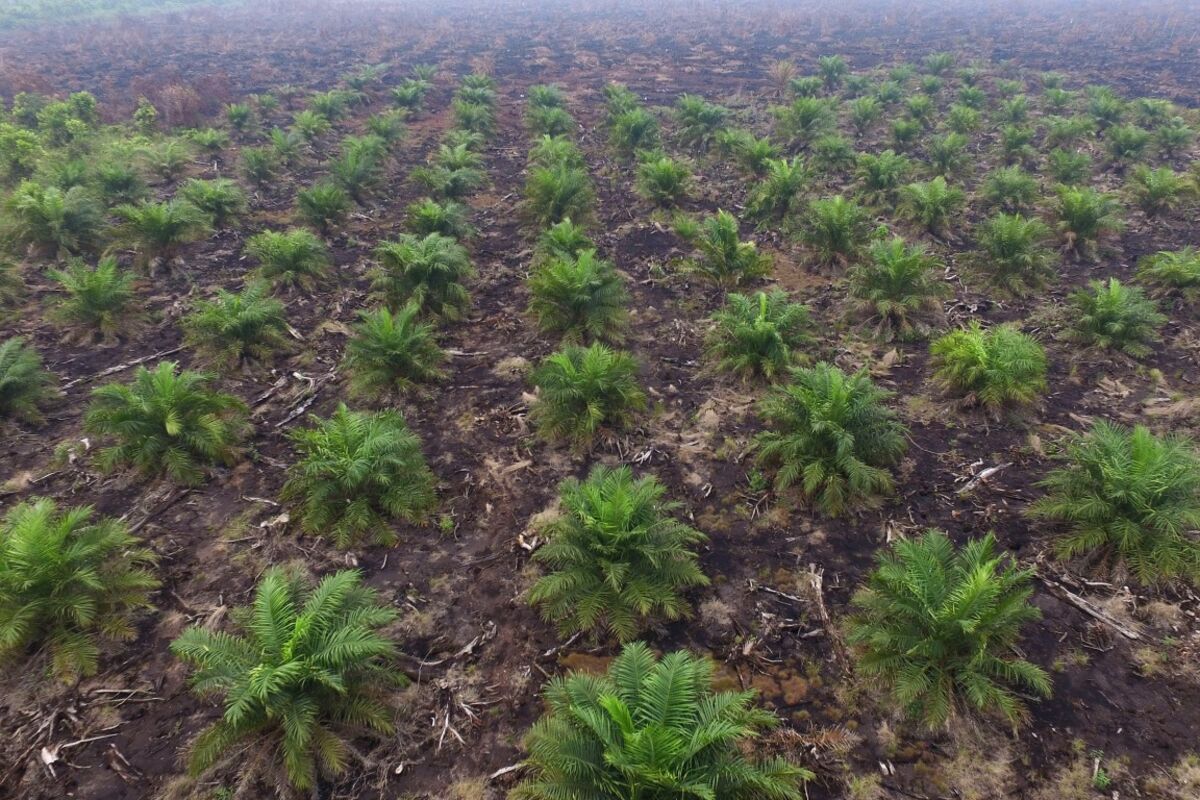 Indonesia Takes Over Mines and Palm Oil as Crackdown Widens